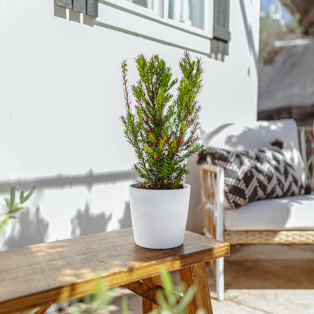 Dark Green Spreader Yew