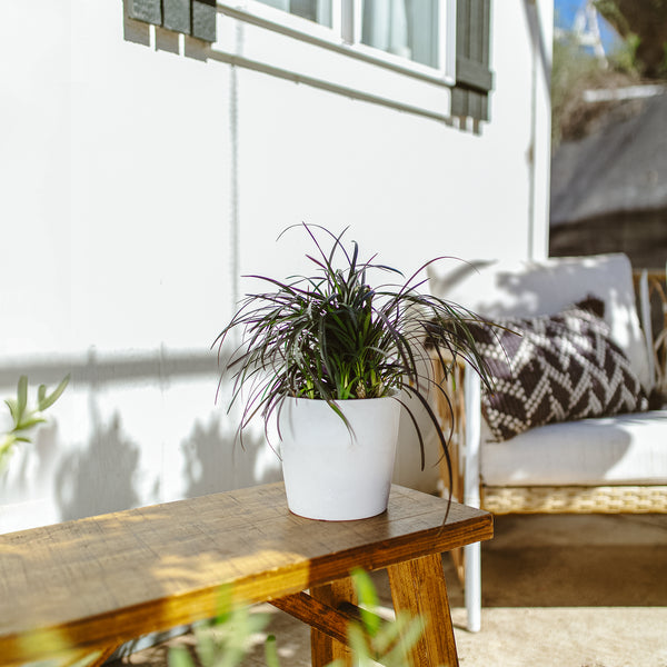 best indoor grass plants Black Mondo Grass For Sale | Including Care Guide
