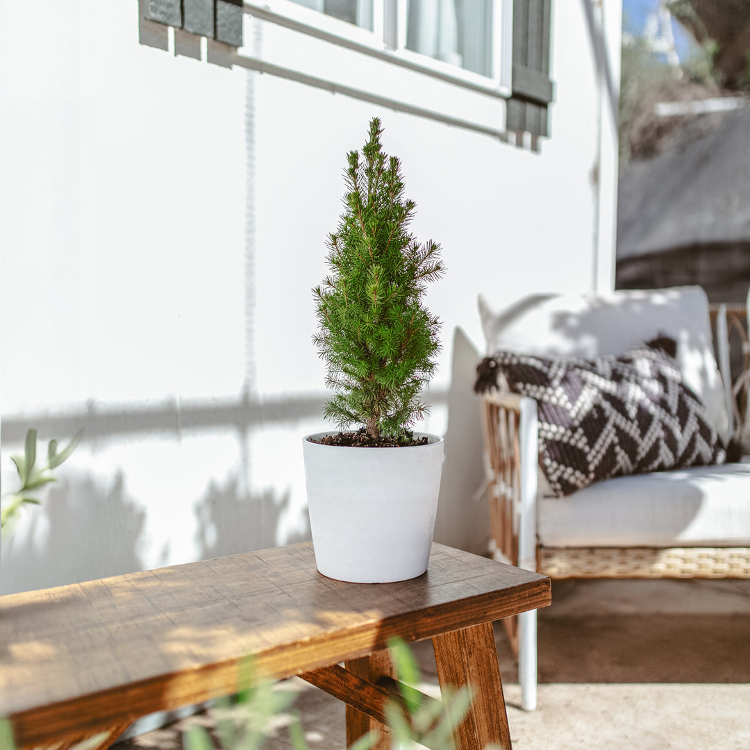 Dwarf Alberta Spruce