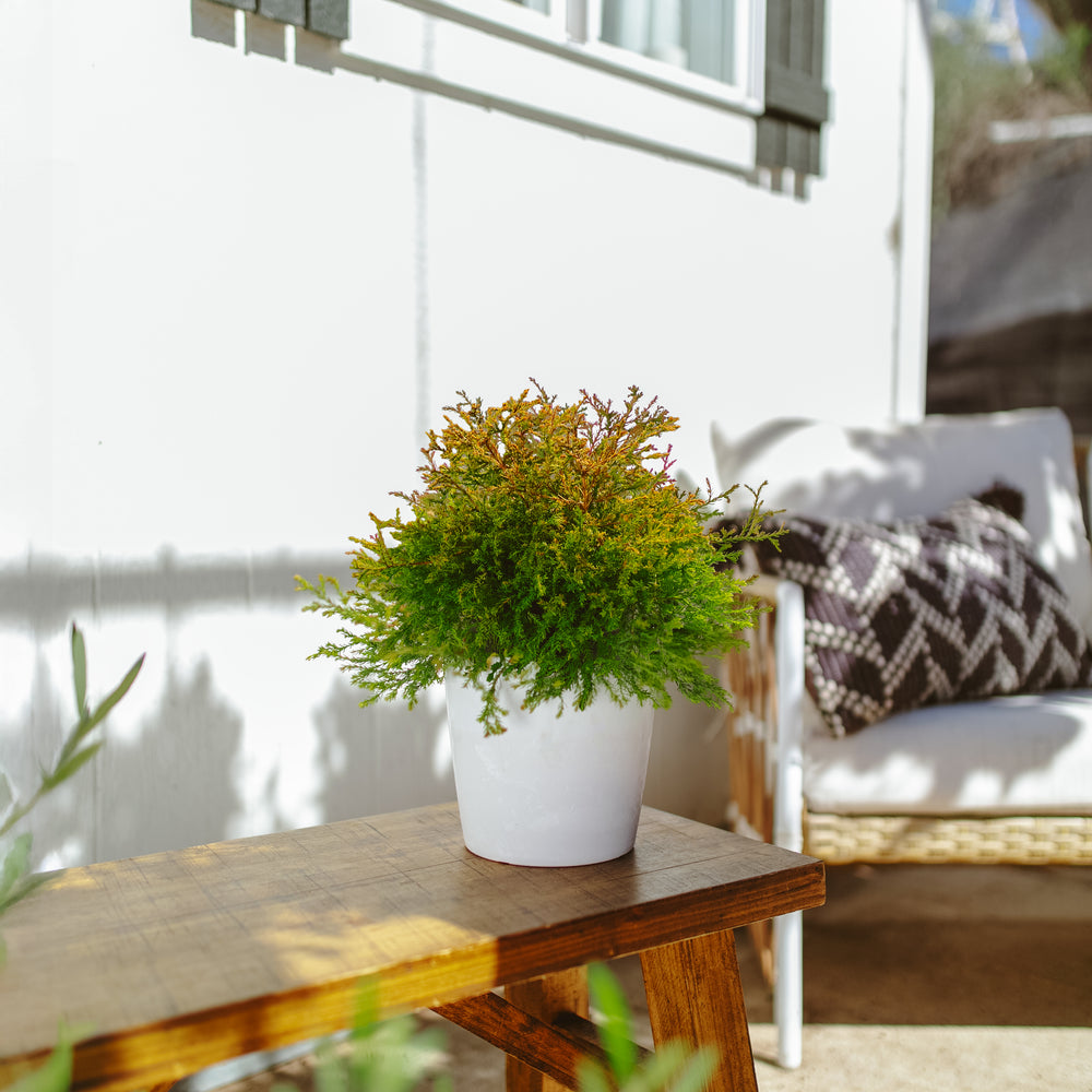 Fire Chief Arborvitae