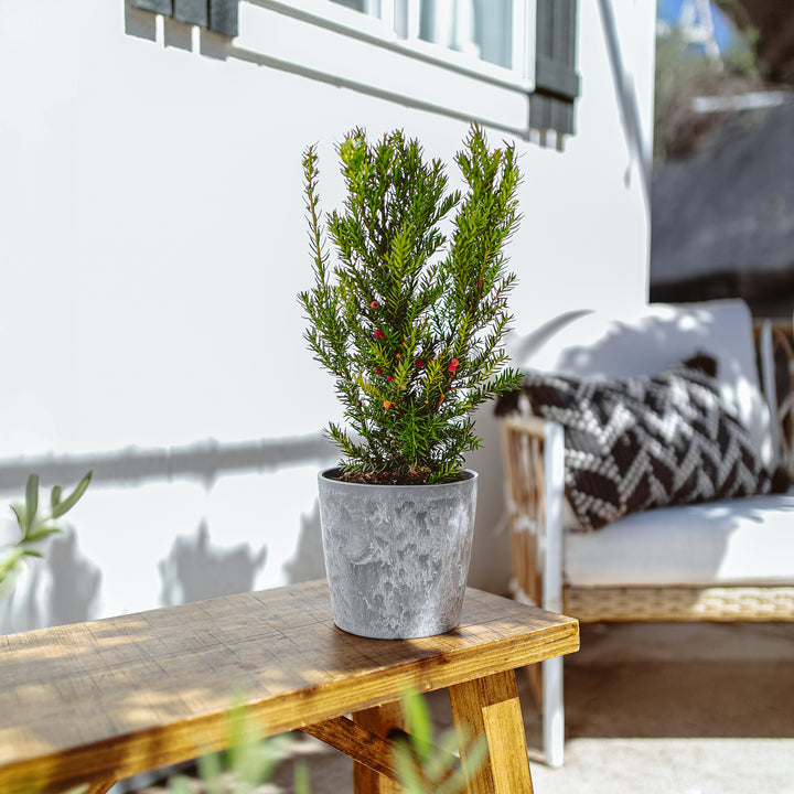 Dark Green Spreader Yew