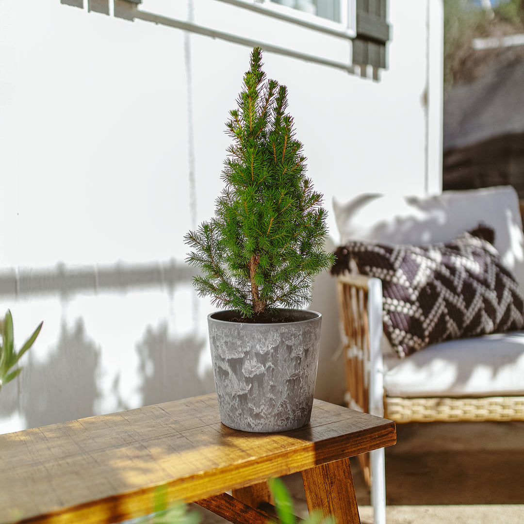 Dwarf Alberta Spruce