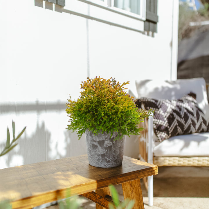 Fire Chief Arborvitae