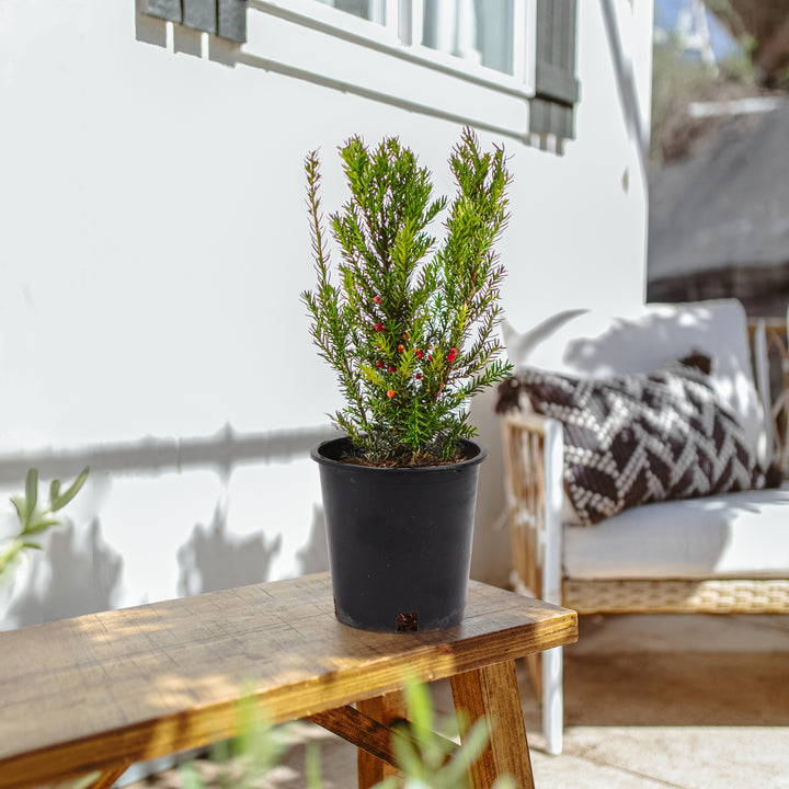 Dark Green Spreader Yew