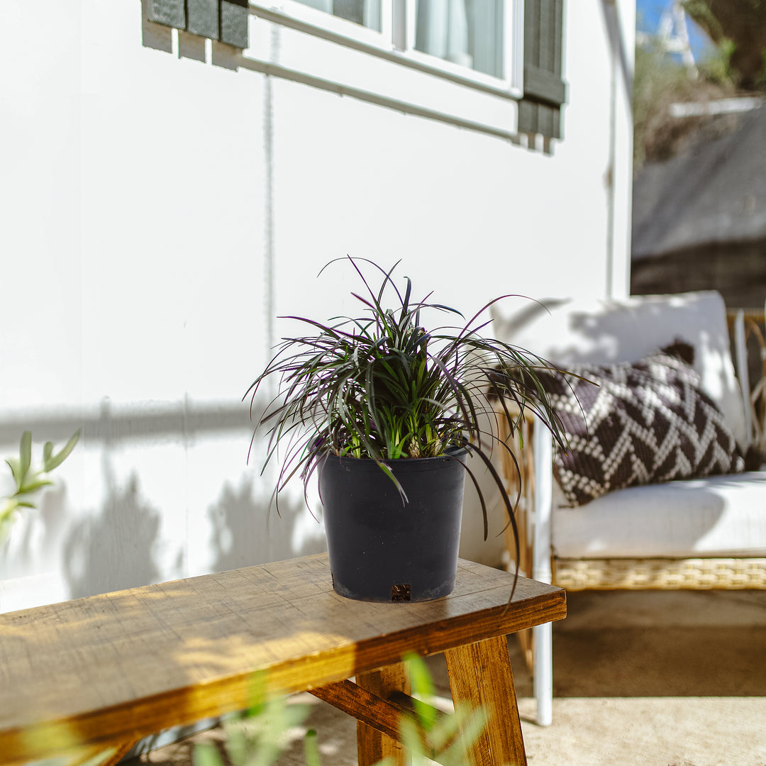 potted grass plants for sale Black Mondo Grass