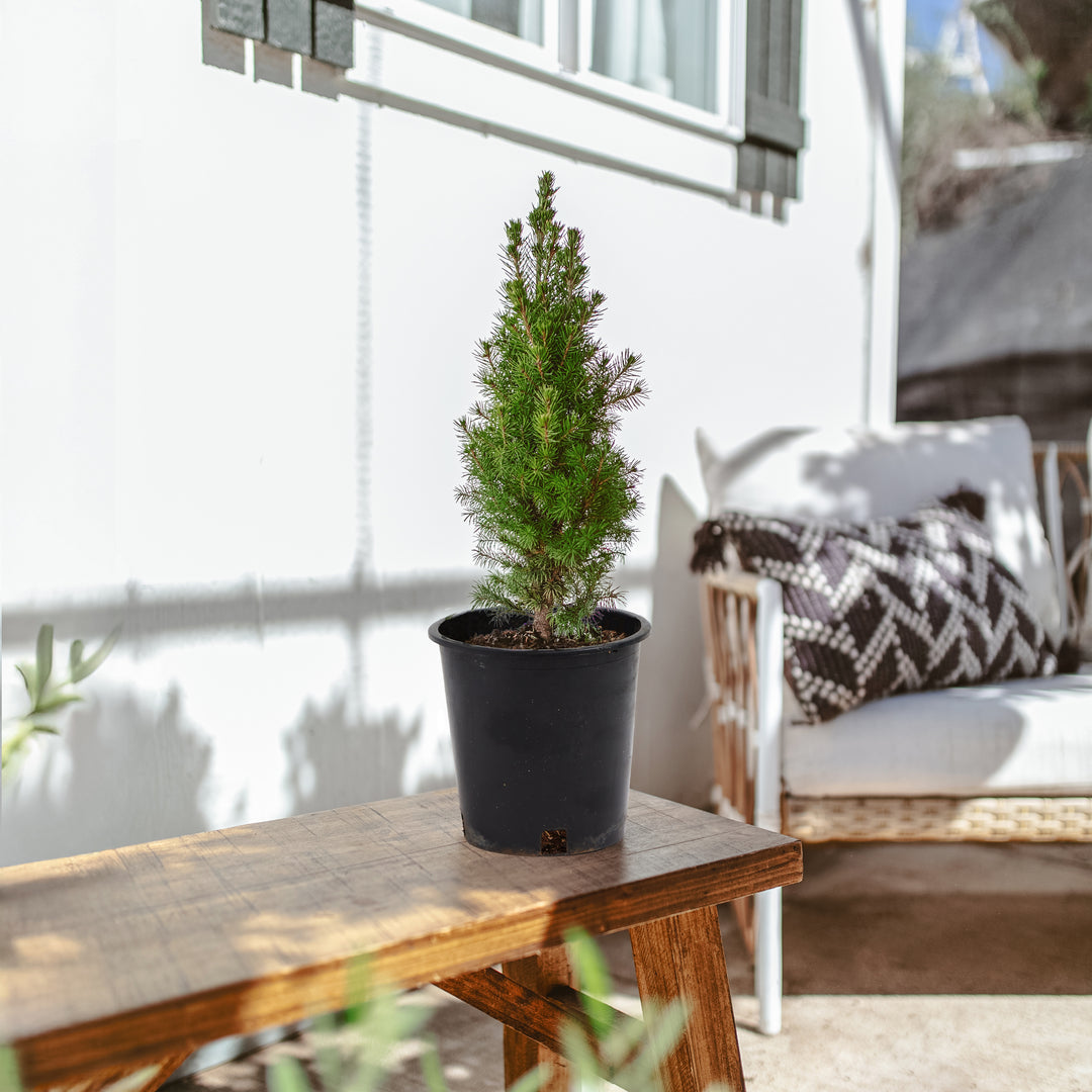 Dwarf Alberta Spruce