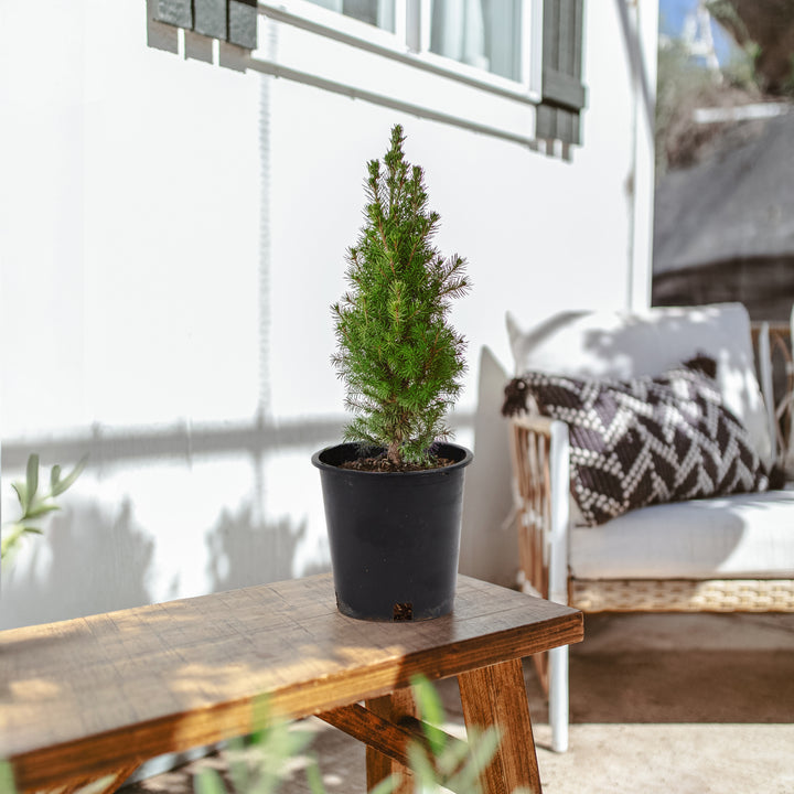 Dwarf Alberta Spruce