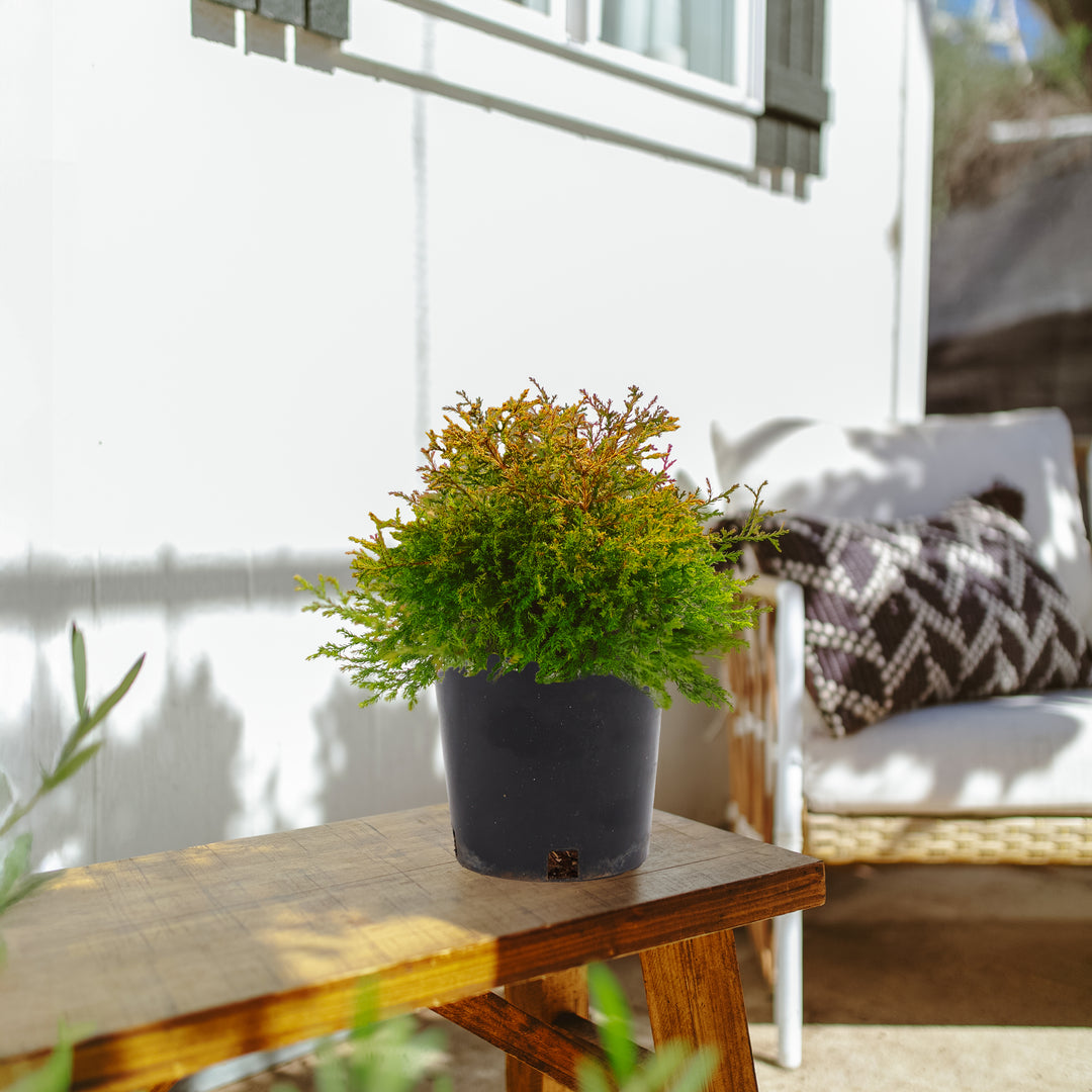 Fire Chief Arborvitae