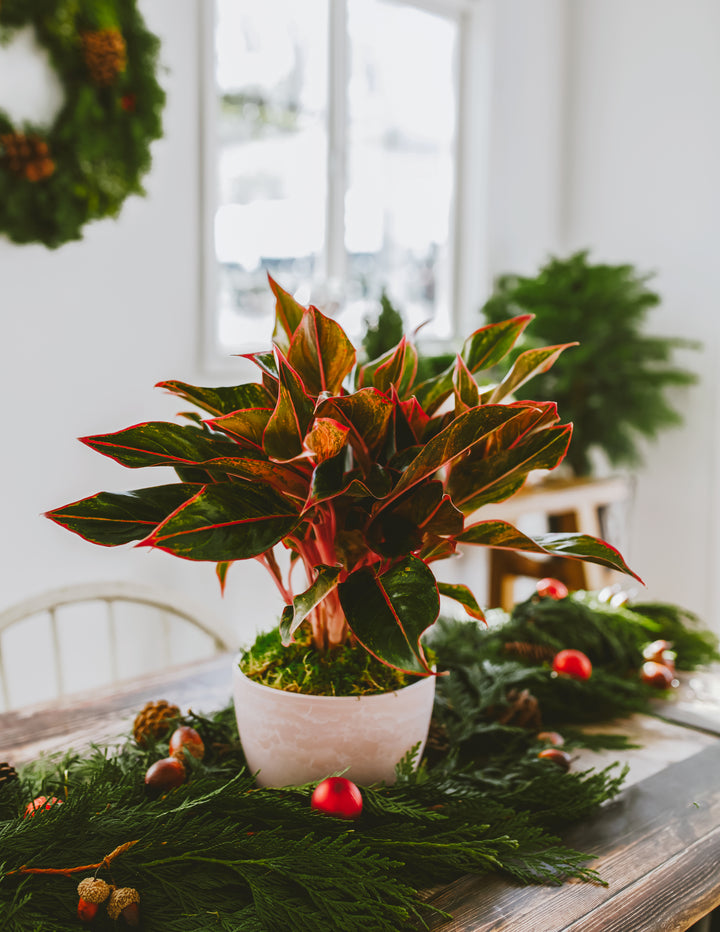 aglaonema red siam Aglaonema Red Siam For Sale Including Care Guide