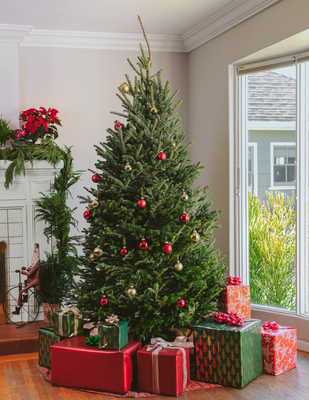 7ft Fraser Fir Christmas Tree