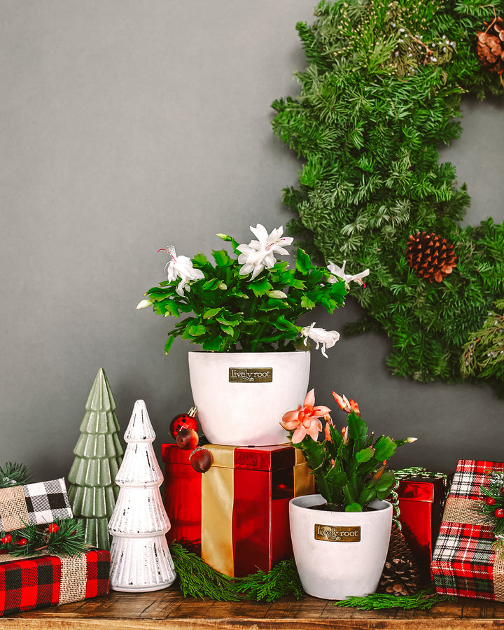 indoor plants christmas cactus White Christmas Cactus | Holiday Plants