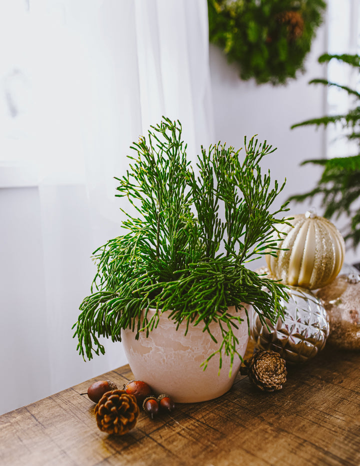 mistletoe house plant Mistletoe Cactus | Holiday Plants Delivered