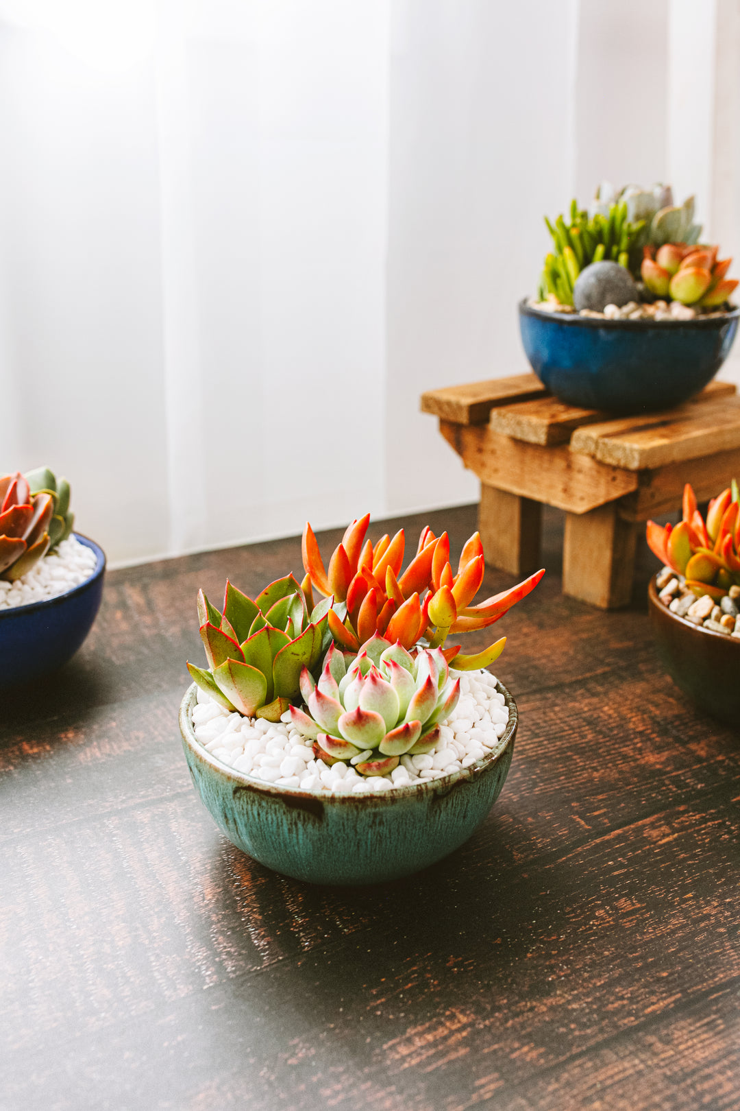 dish for succulents Succulent Garden Glazed Bundle