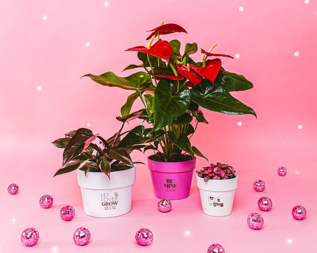 customized pots for plants Custom Pot