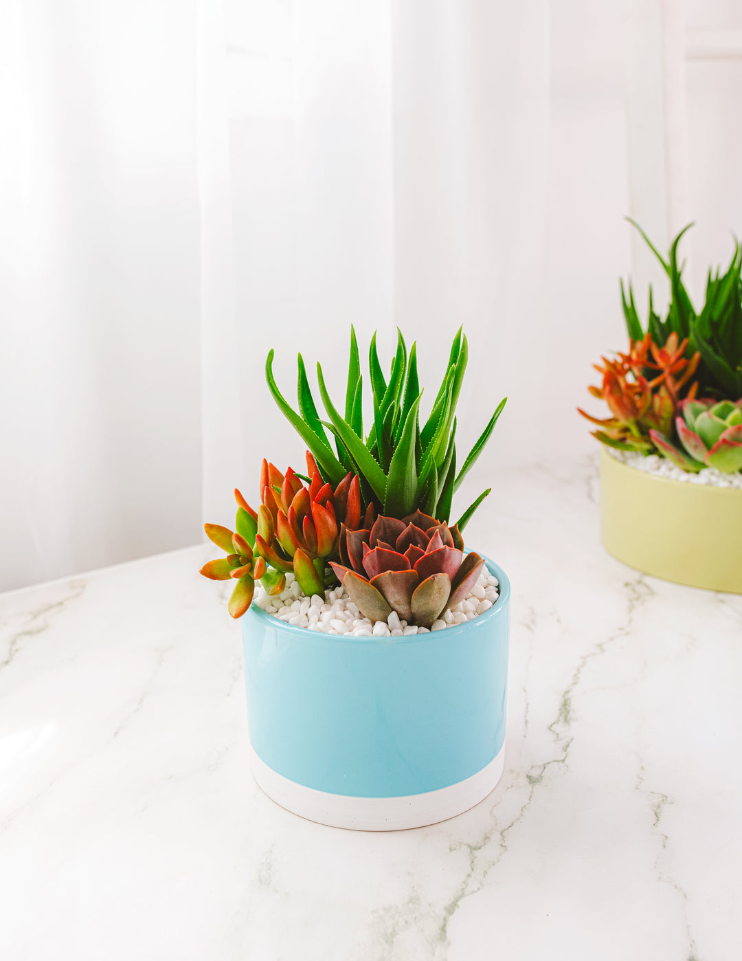 colorful succulent pots Succulent Gardens | Petite Plants Delivered