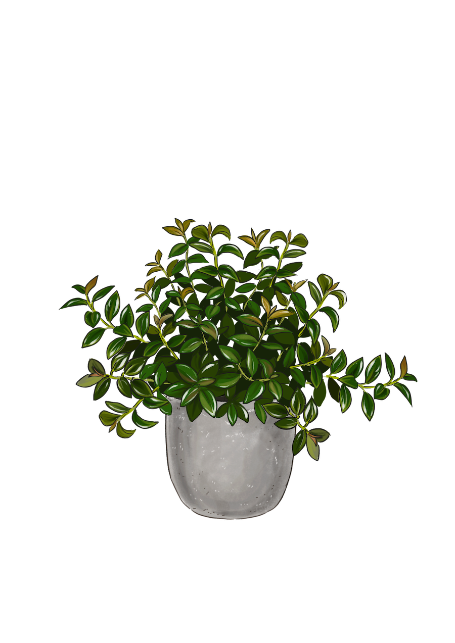 Black Goldfish Plant Care Guide | Lively Root