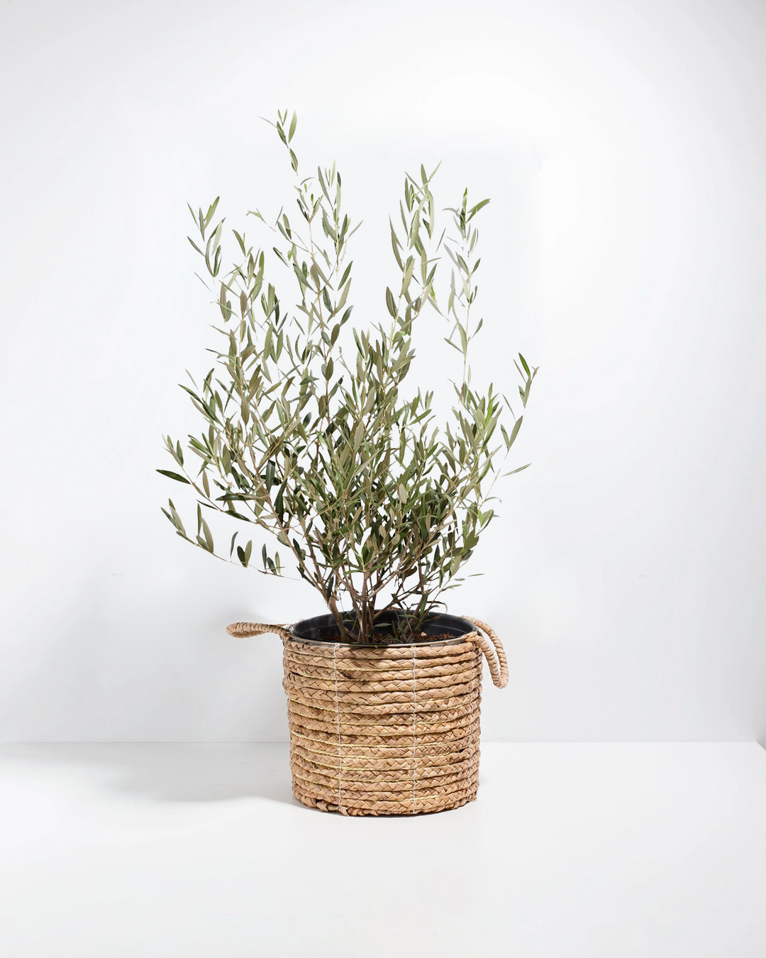 Indoor Olive Tree