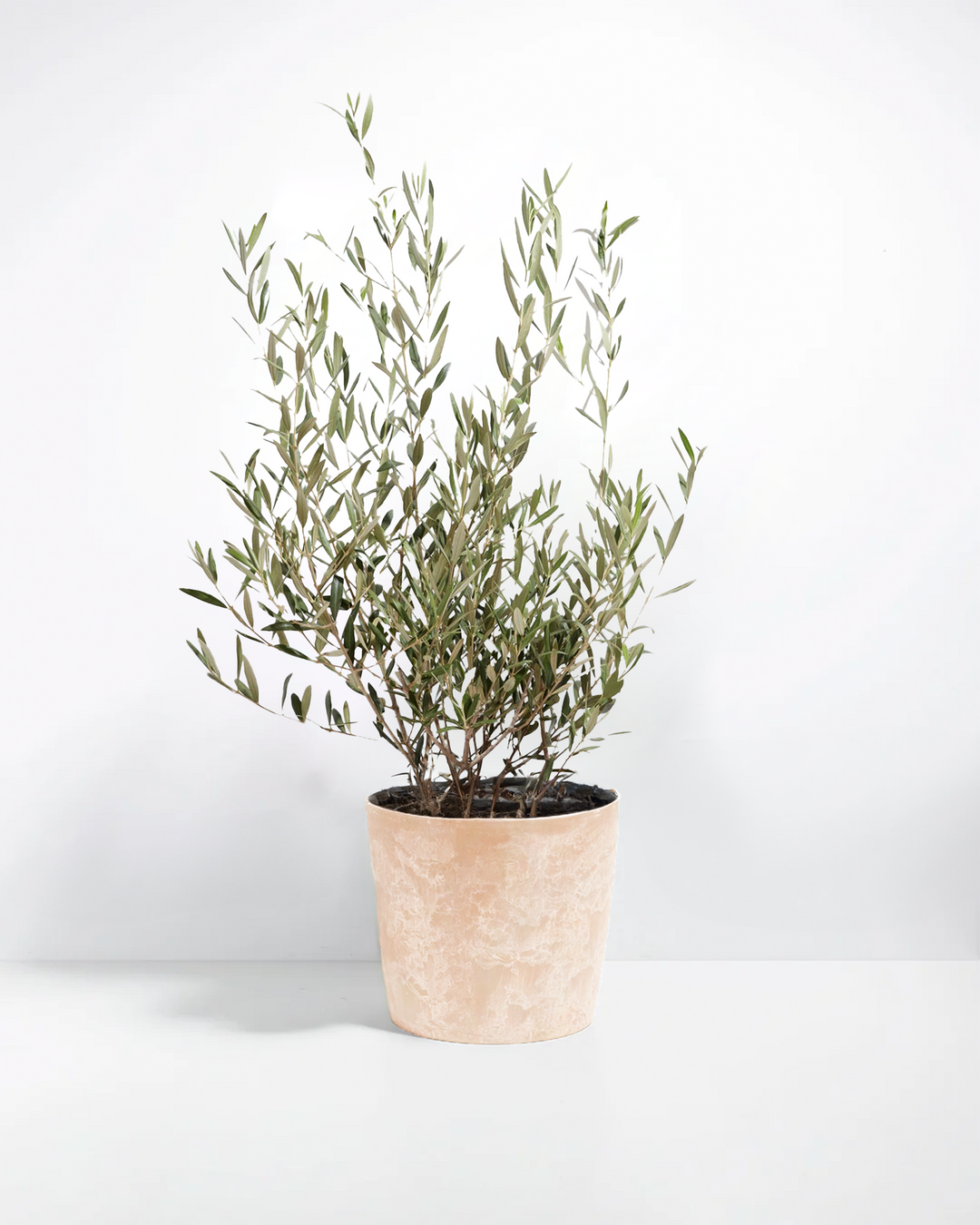 Indoor Olive Tree
