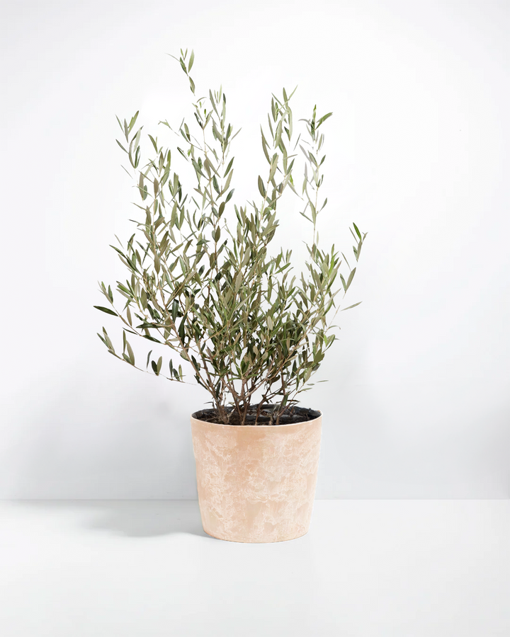 Indoor Olive Tree