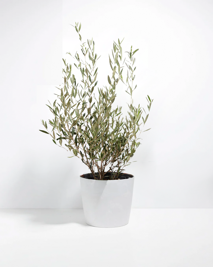 Indoor Olive Tree