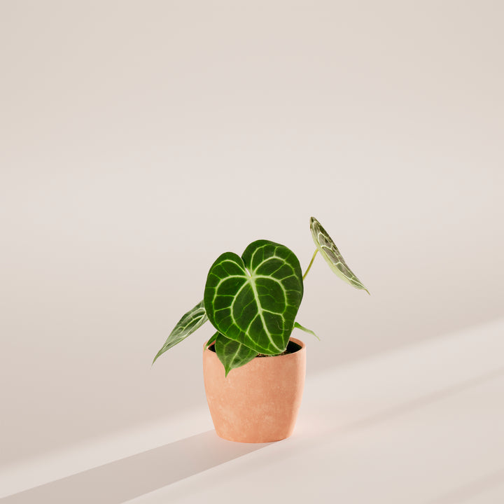 Anthurium Clarinervium