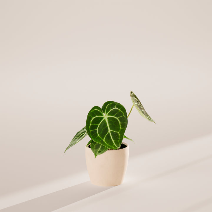 Anthurium Clarinervium