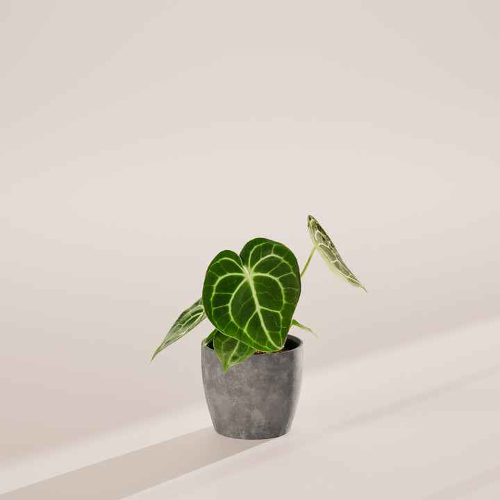 Anthurium Clarinervium