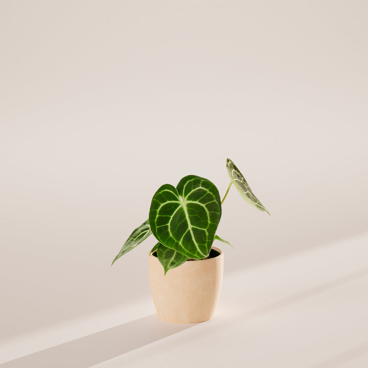 Anthurium Clarinervium