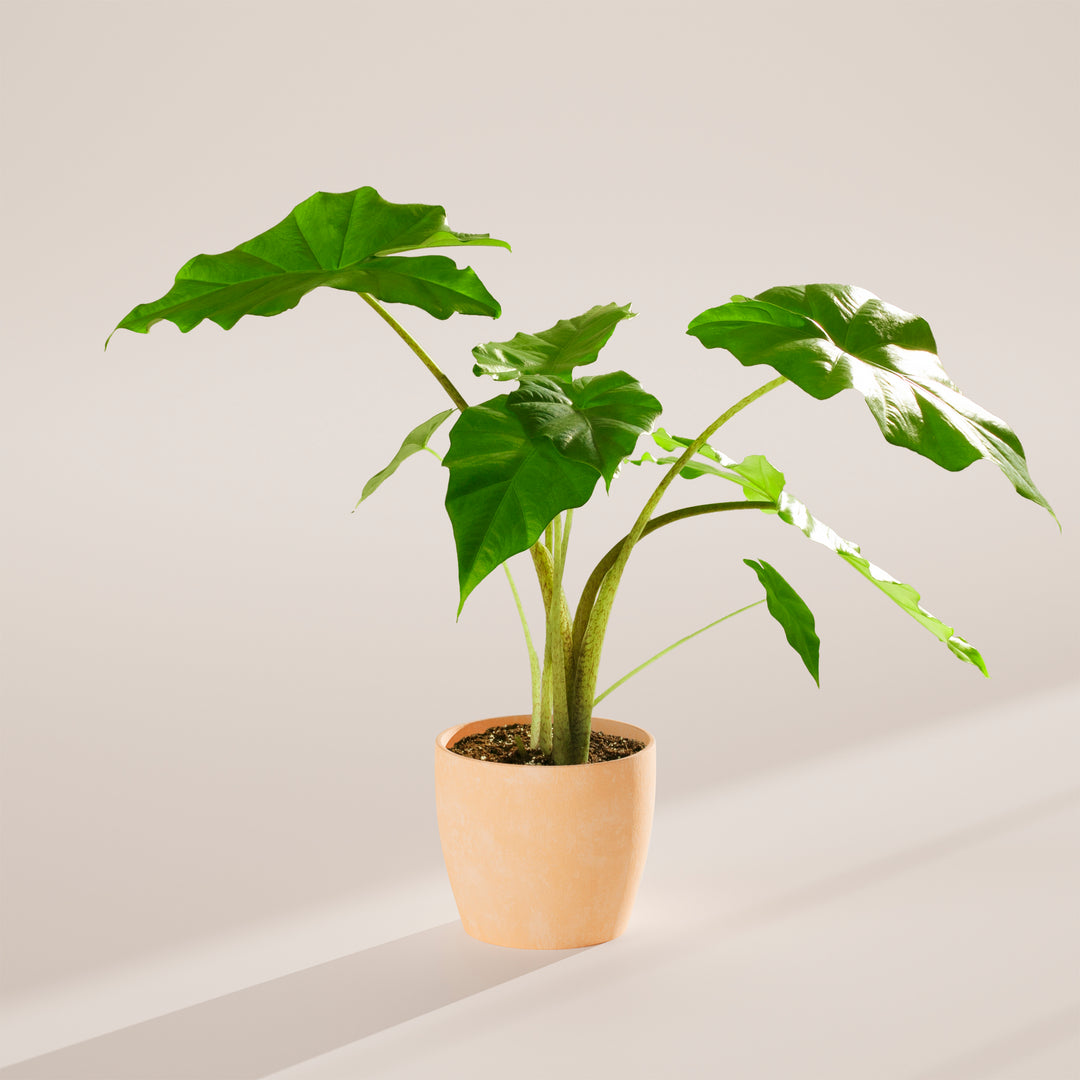 alocasia gageana california elephant ear plant Elephant Ears | Gagaena California