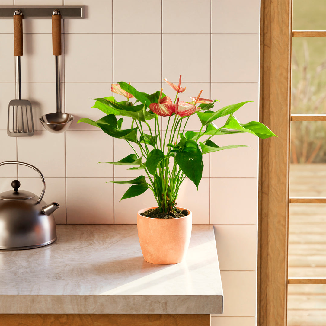 anthurium plant food Anthurium 'Livium' | Valentine's Day Plants Delivered
