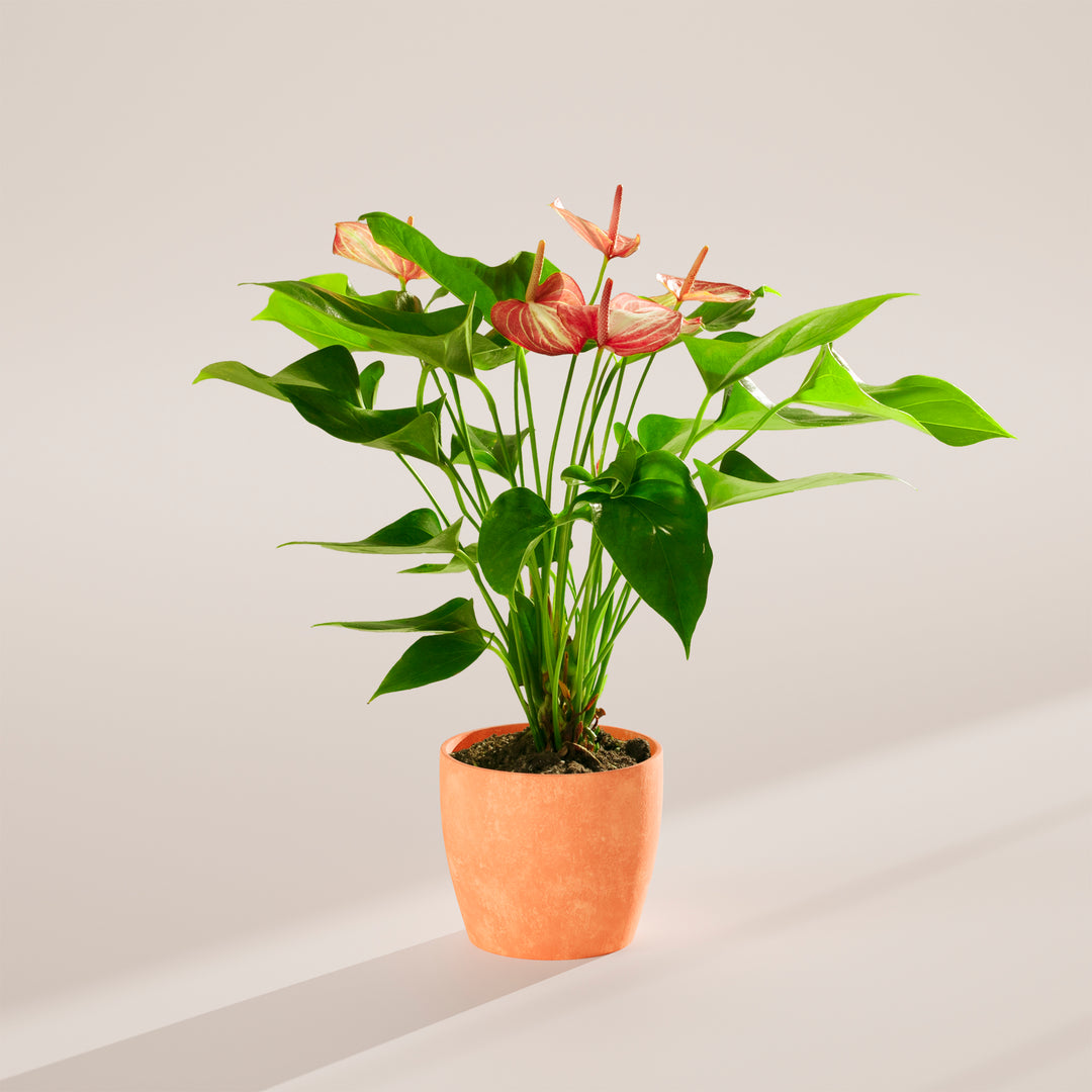 anthurium terracotta Anthurium 'Livium' | Valentine's Day Plants Delivered
