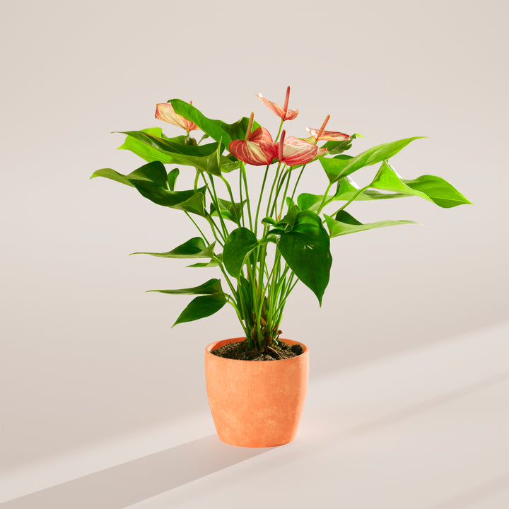 Anthurium 'Livium'