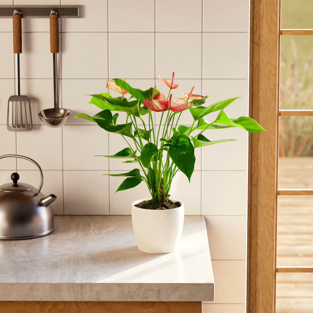 pot anthurium Anthurium 'Livium'