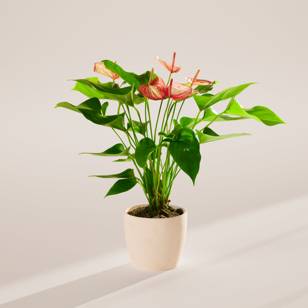Anthurium 'Livium'
