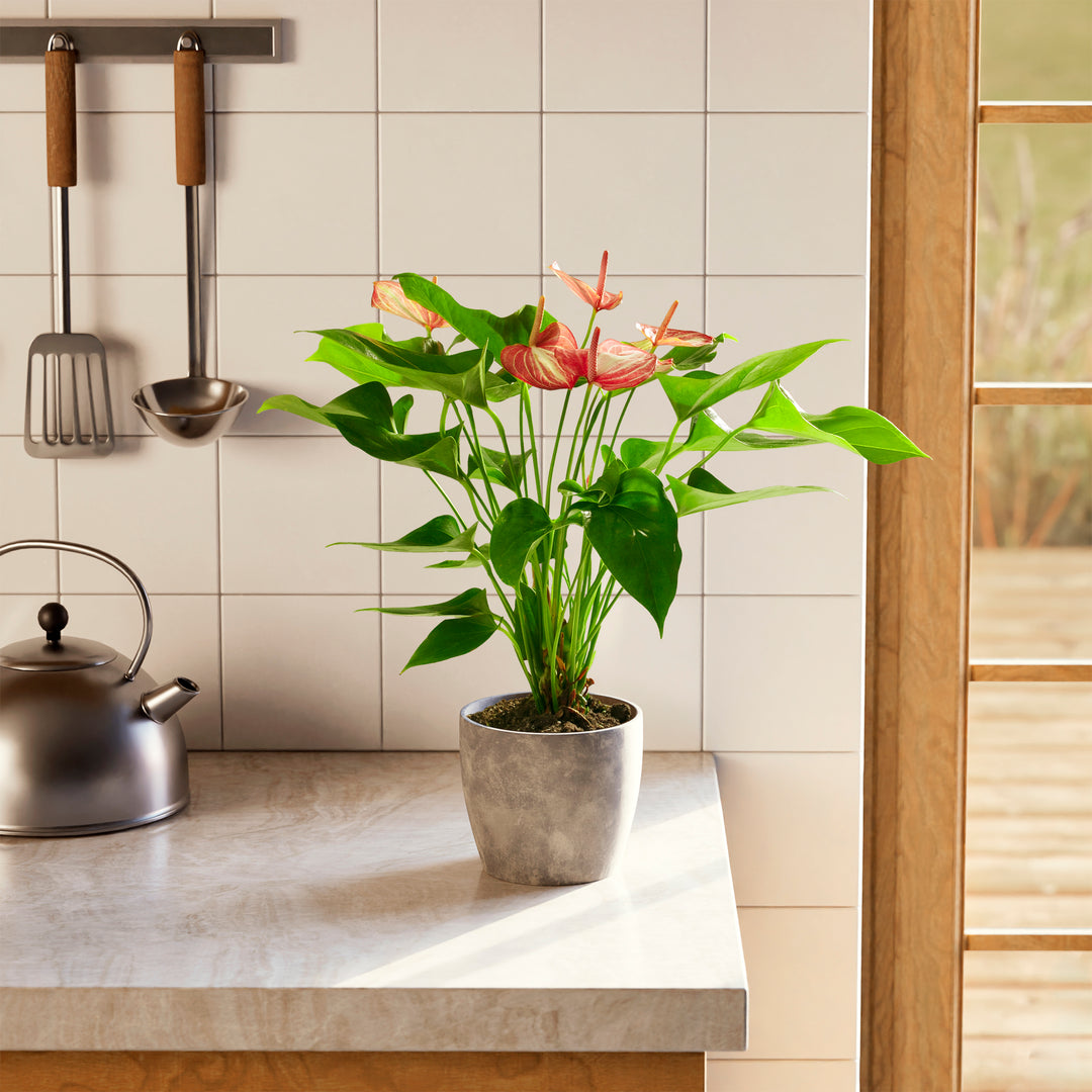 phosphorus rich fertilizer for anthurium Anthurium 'Livium'
