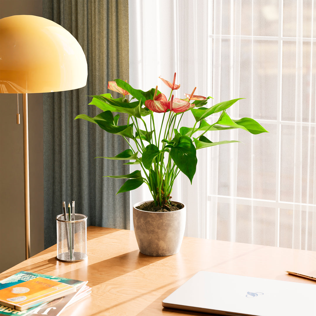 anthurium room Anthurium 'Livium' | Valentine's Day Plants Delivered
