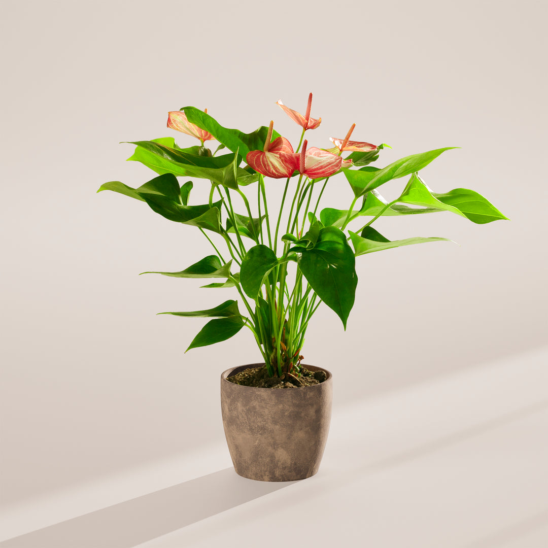 repot anthurium plant Anthurium 'Livium' | Valentine's Day Plants Delivered