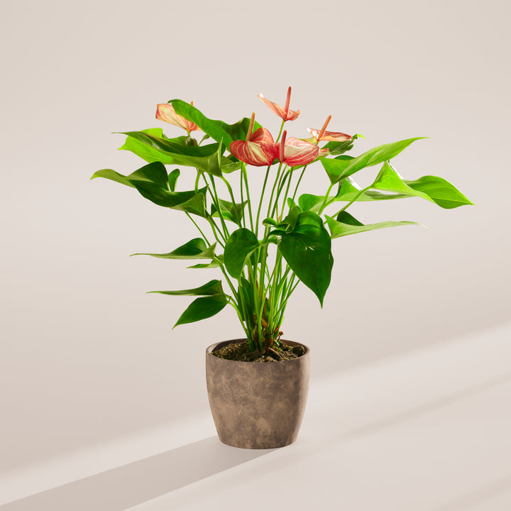 Anthurium 'Livium'