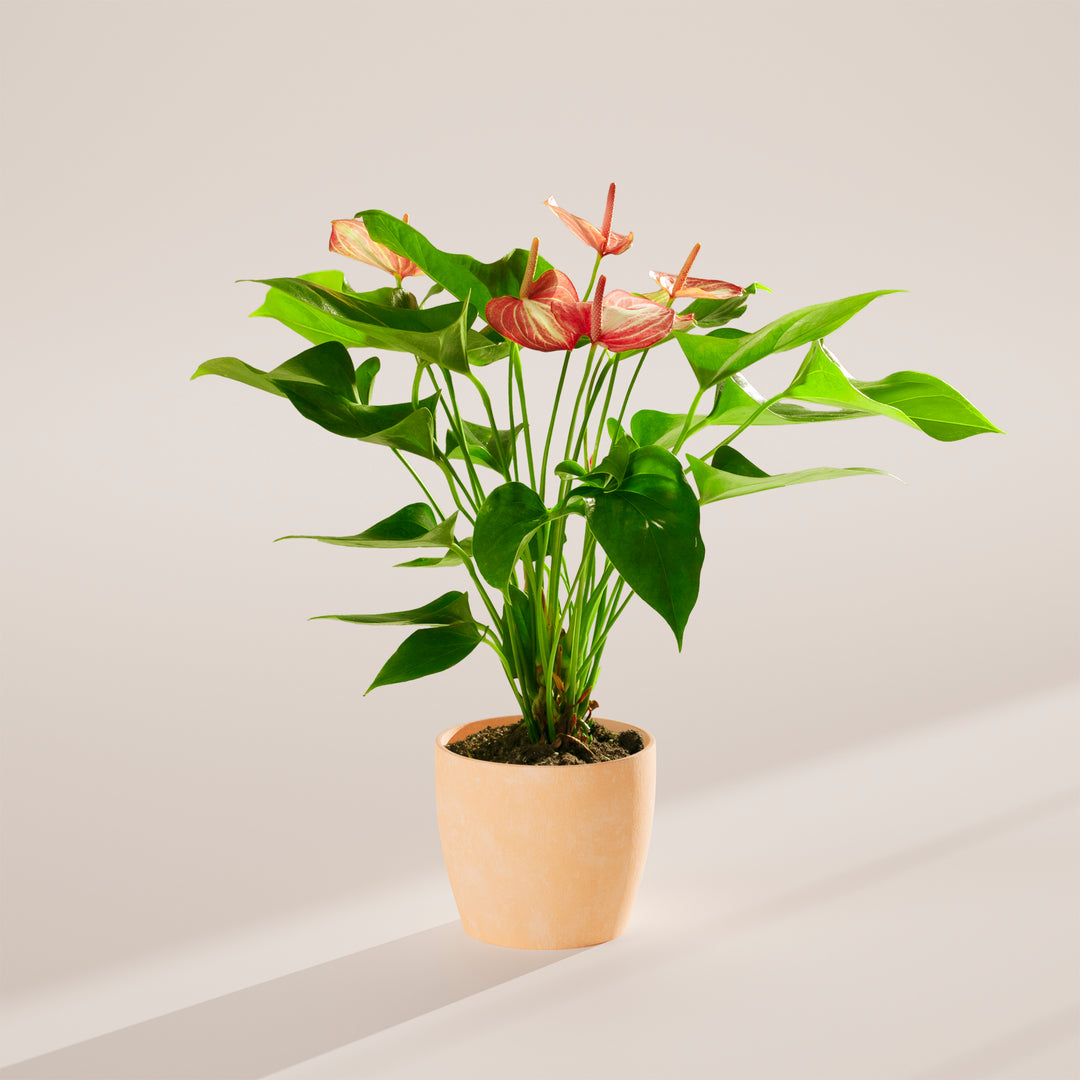 i have 2 anthurium plant only one won't flower Anthurium 'Livium' | Valentine's Day Plants Delivered