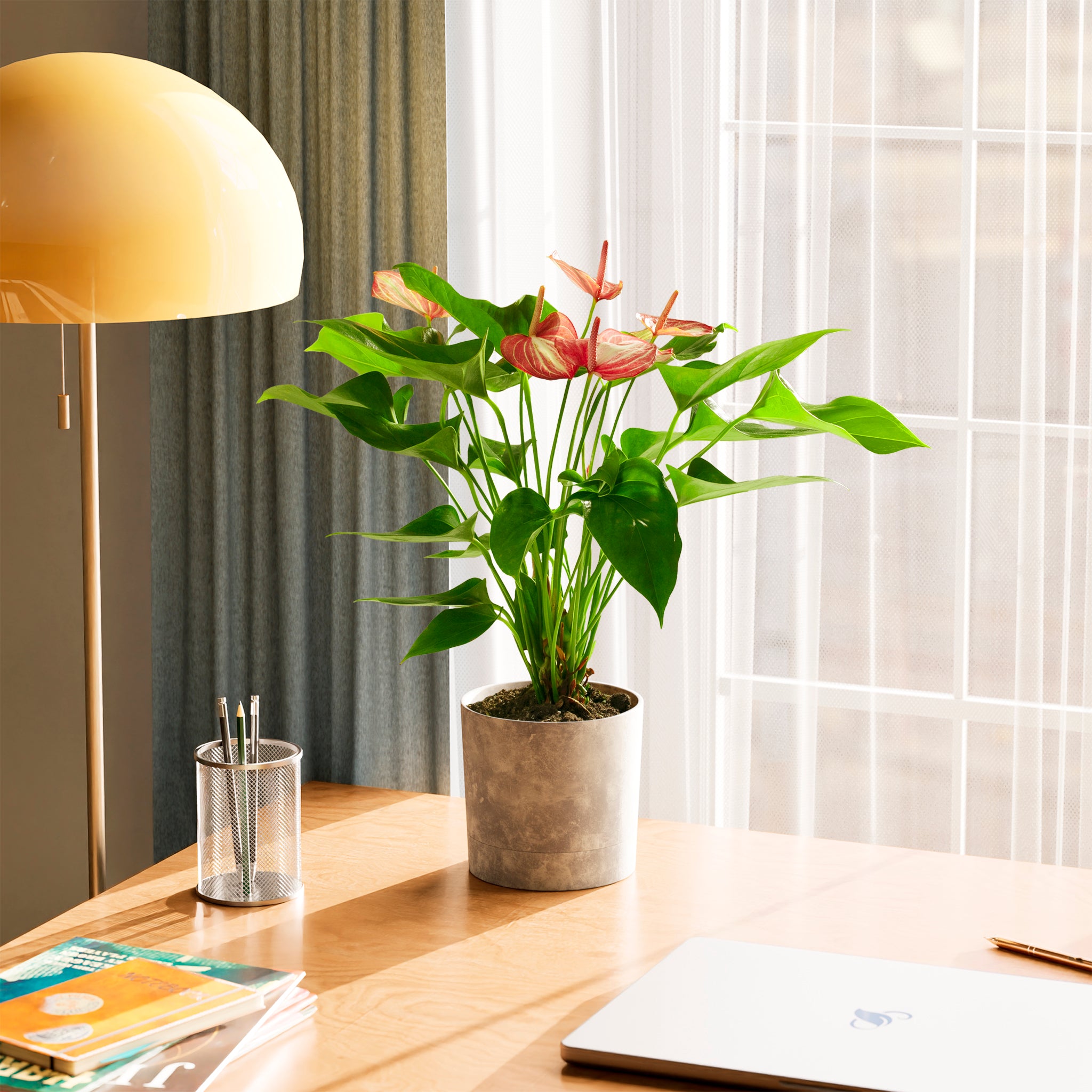 anthurium livium Anthurium 'Livium' | Valentine's Day Plants Delivered