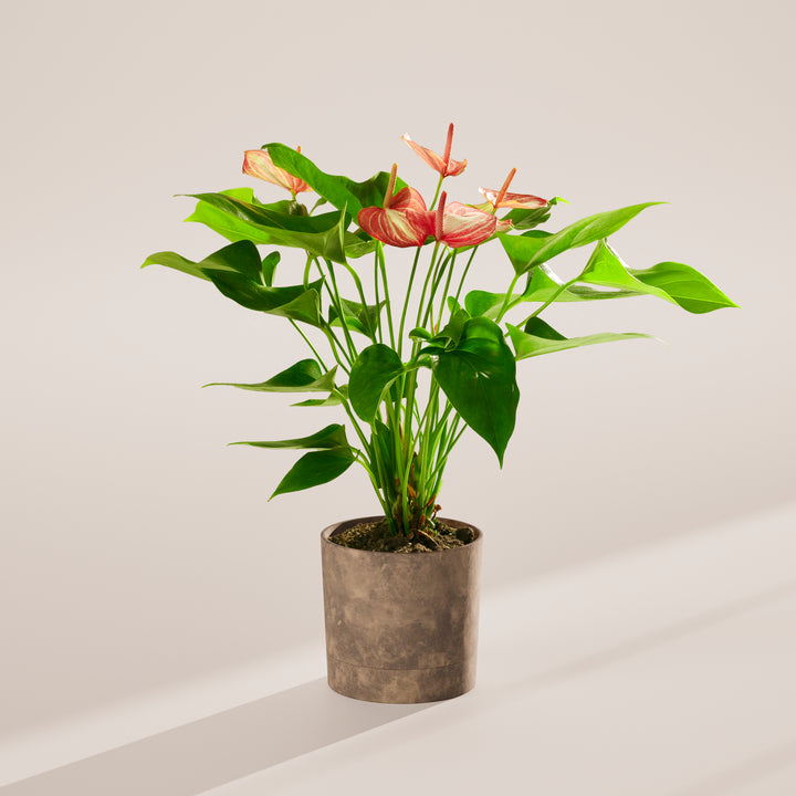 Anthurium 'Livium'