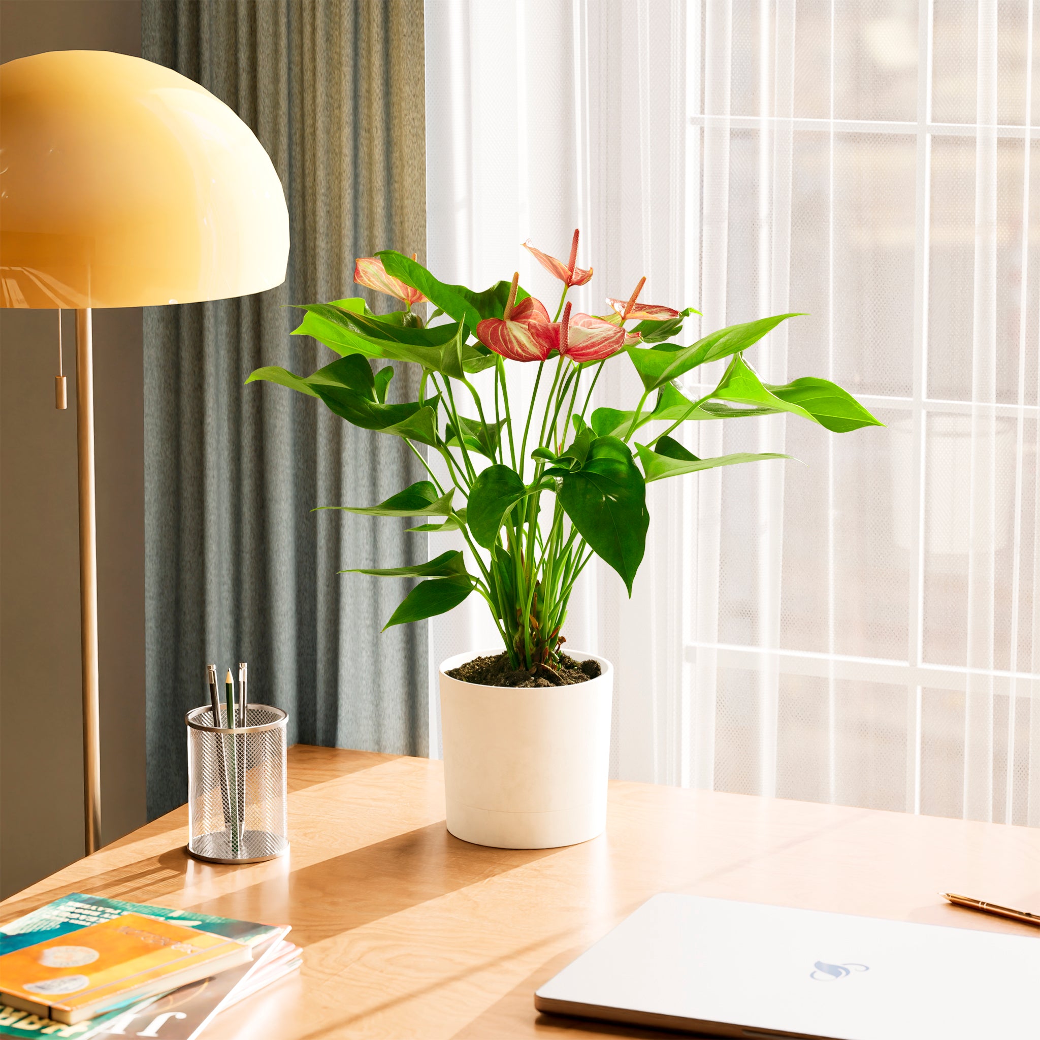 anthurium plant light Anthurium 'Livium' | Valentine's Day Plants Delivered