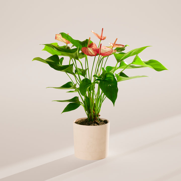 Anthurium 'Livium'