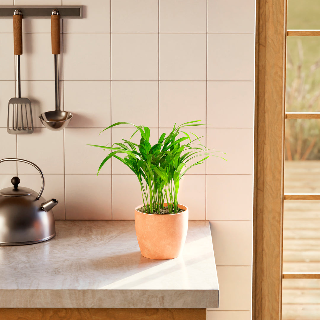 areca palm for indoors Areca Palm Tree for Sale