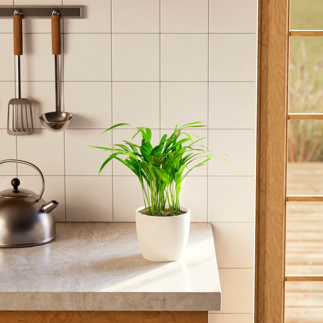 areca palm indoor tree Areca Palm Tree for Sale