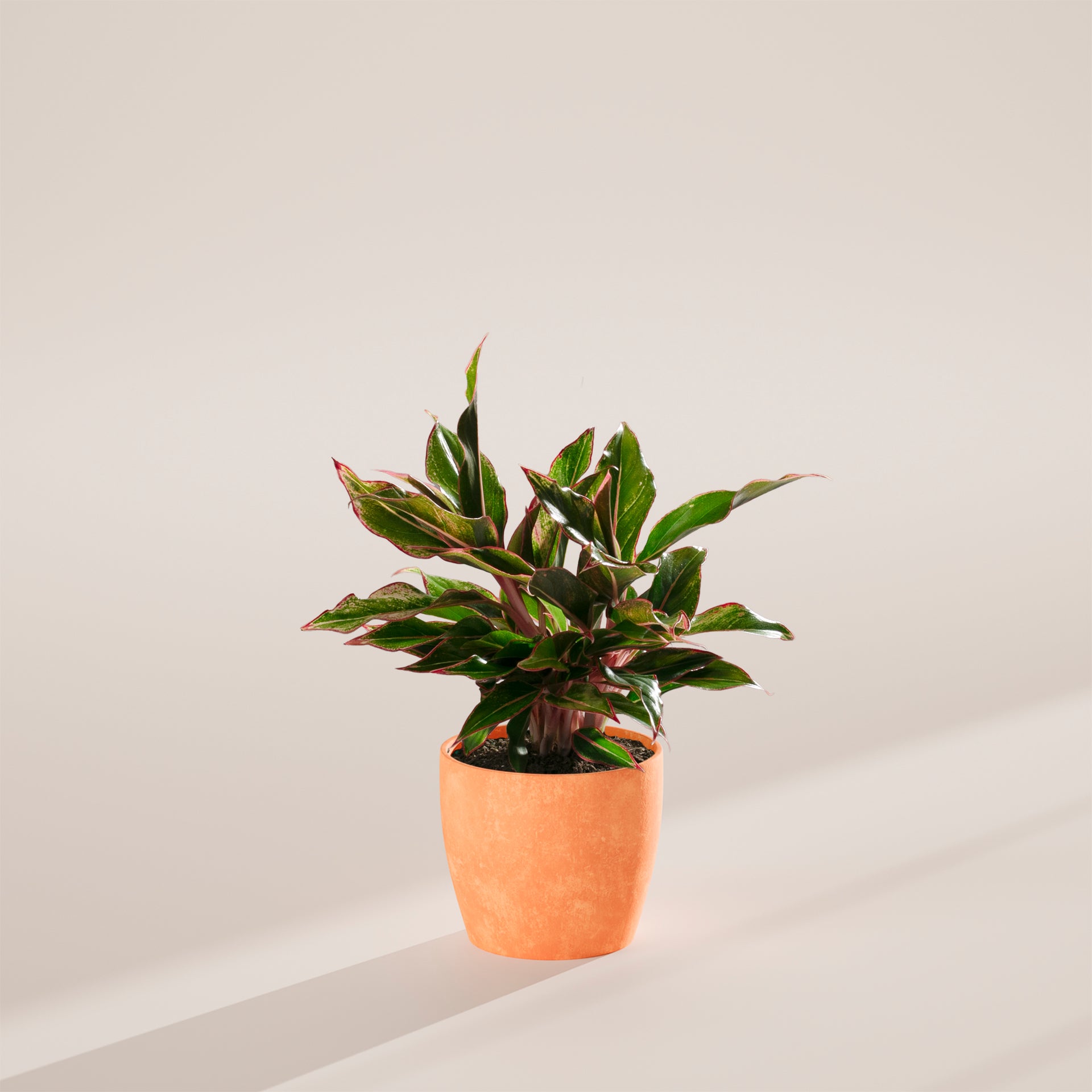 aglaonema siam aurora red Aglaonema Red Siam For Sale Including Care Guide