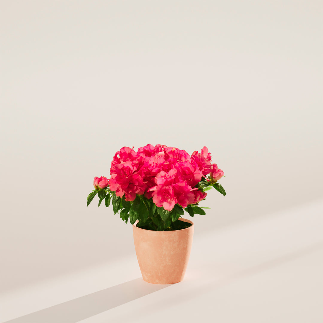 Pink Blooming Azalea