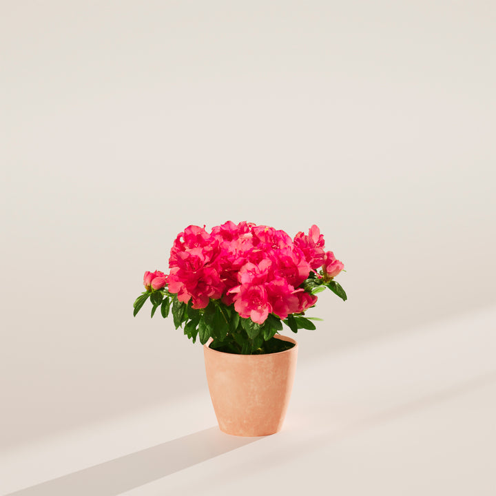 Pink Blooming Azalea