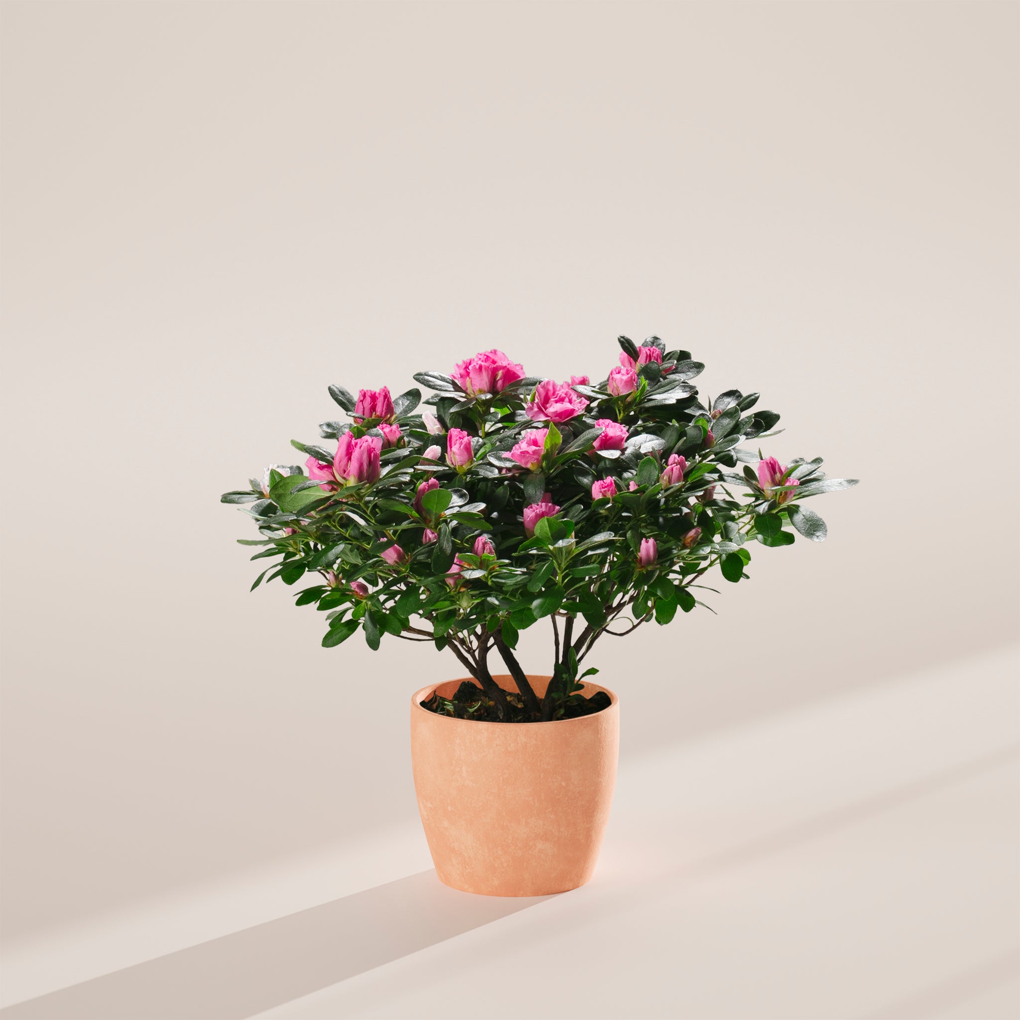 azalea potted plant Pink Blooming Azalea