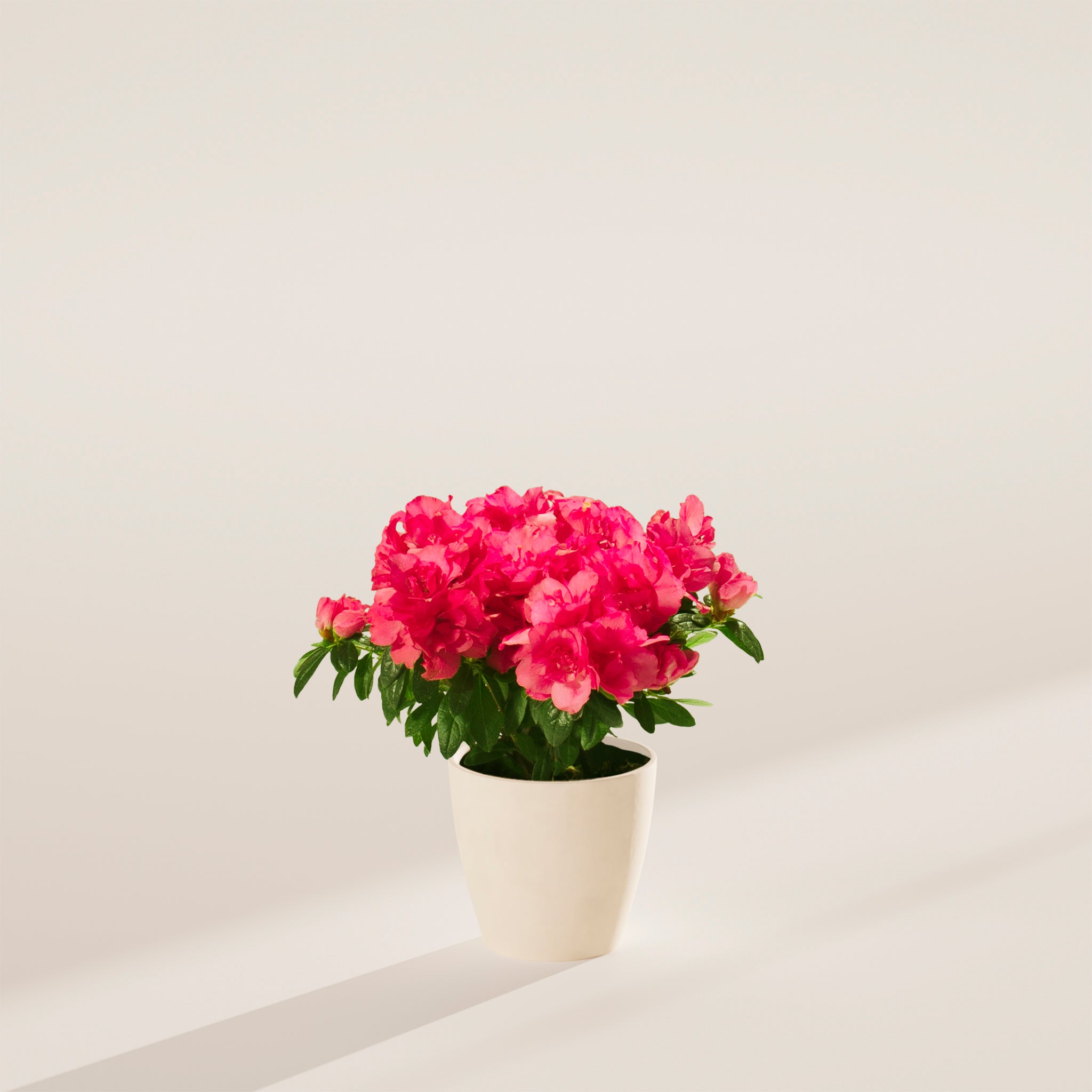 potted azalea plant Pink Blooming Azalea